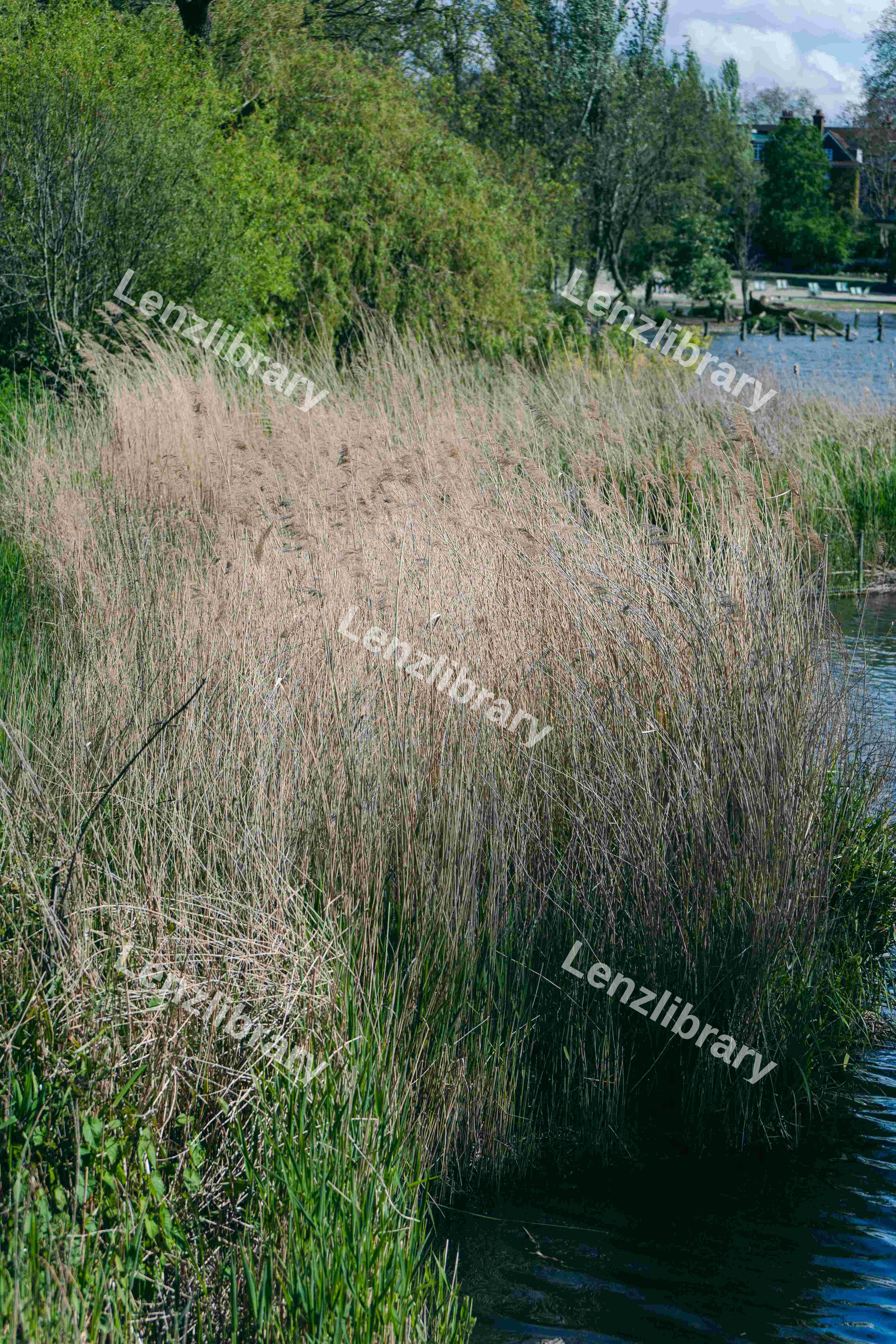 Switchgrass